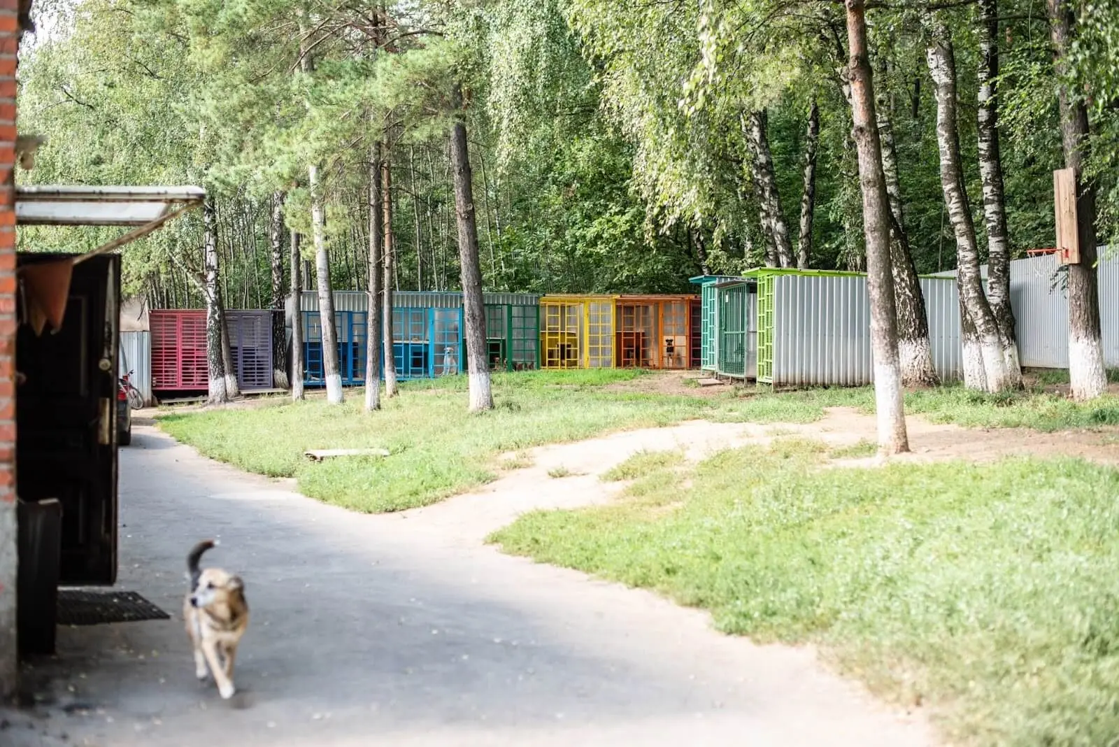 rusdog_1